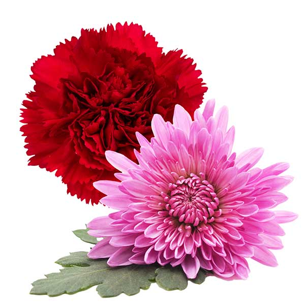 Flower Bouquets